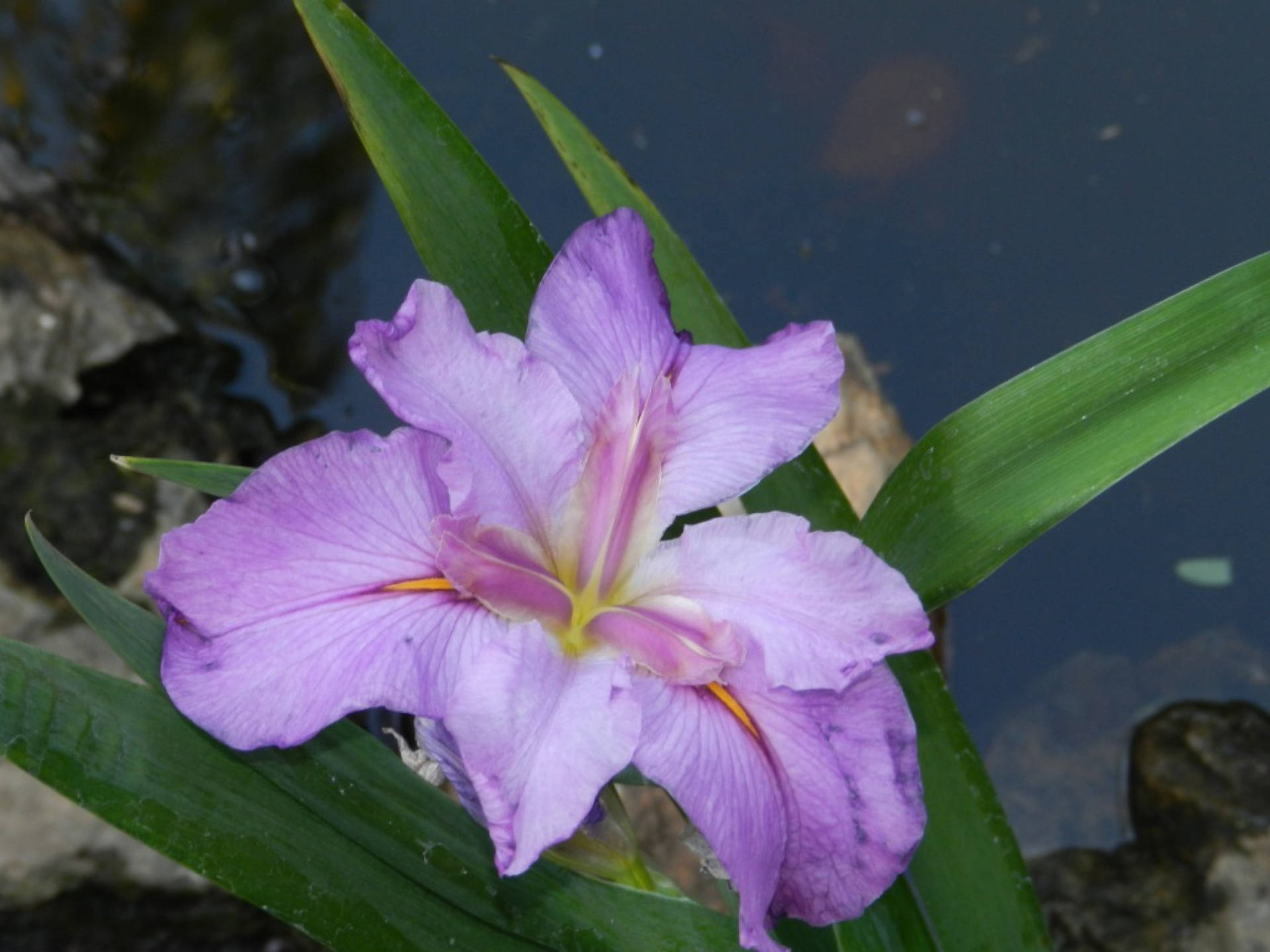 Water Iris Flower Background