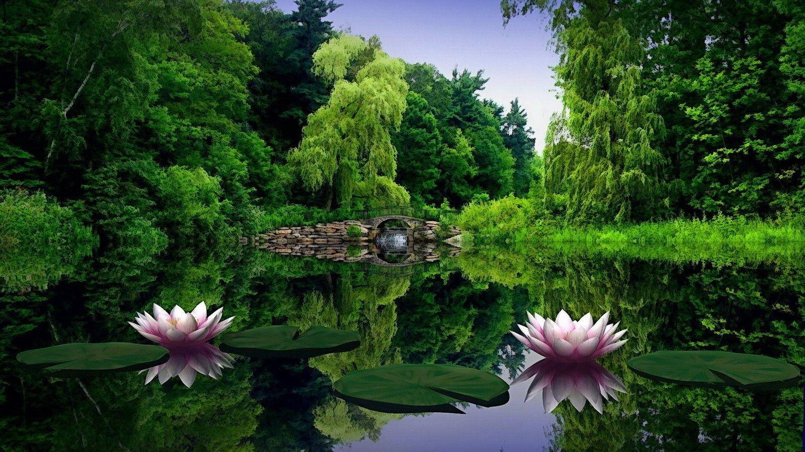 Water Lilies Full Hd 1600x900 Background