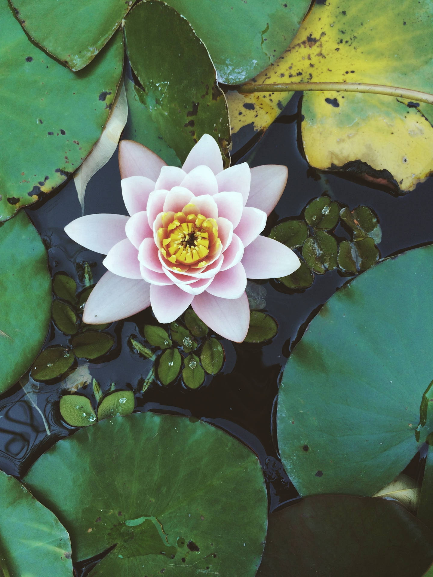 Water Lily Flower Android