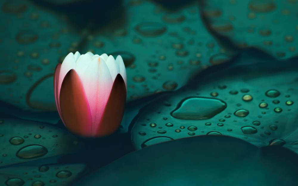 Water Lily In A Bud