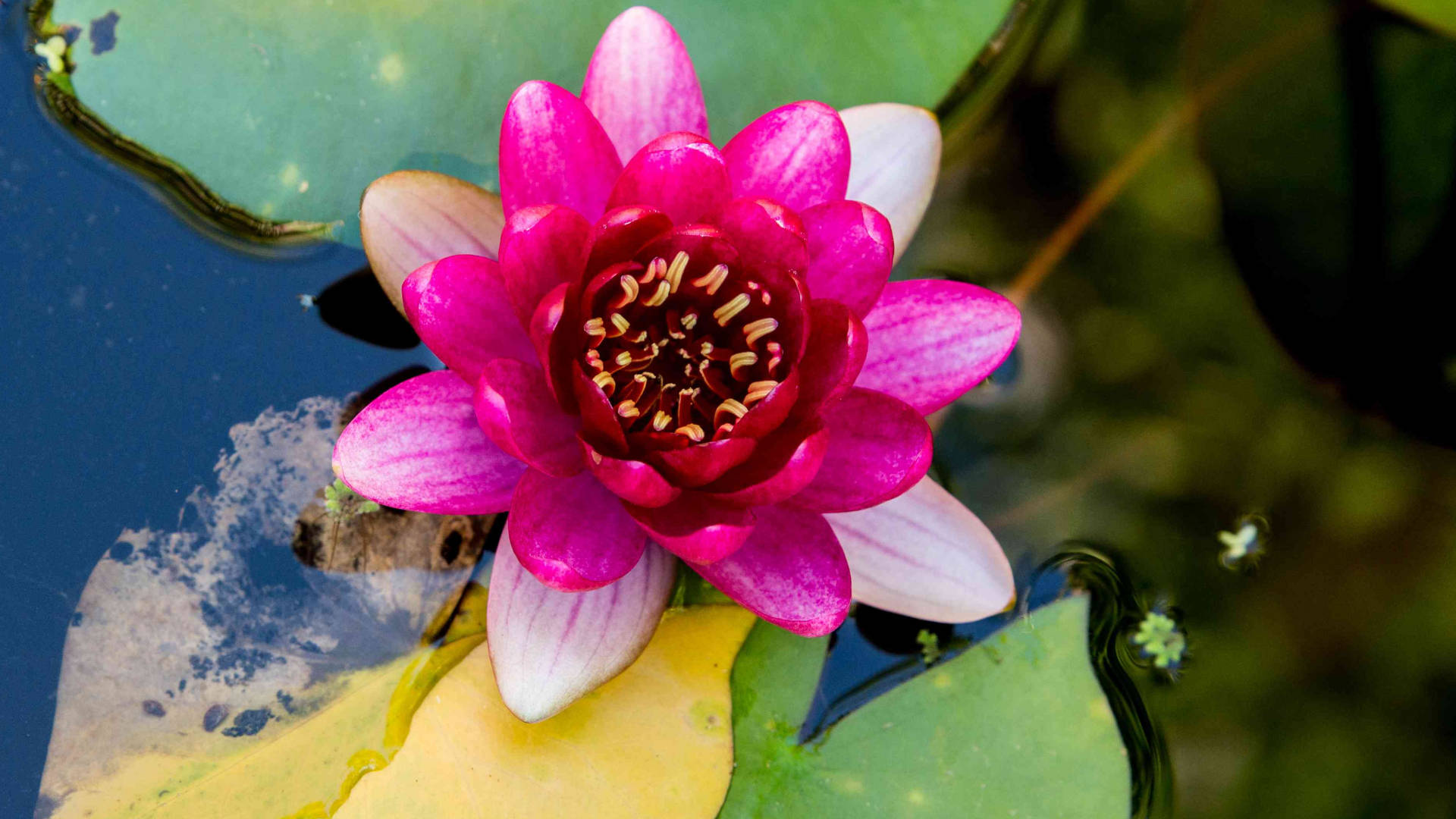 Water Lily Rose Background