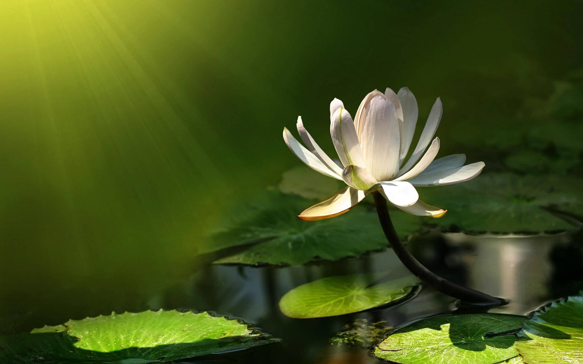 Water Lily Under Sunlight