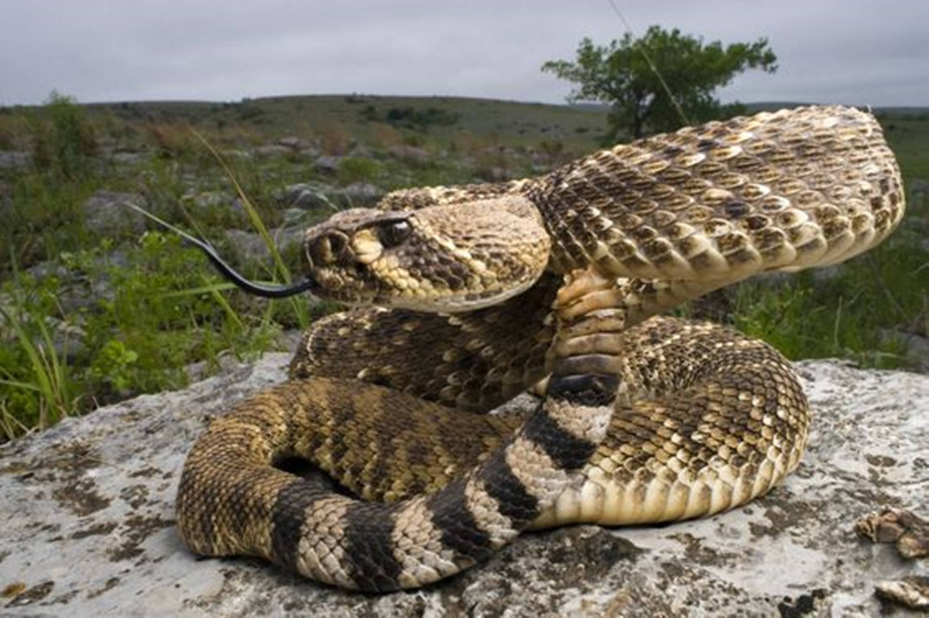 Water Moccasin Brown Rattlesnake Background