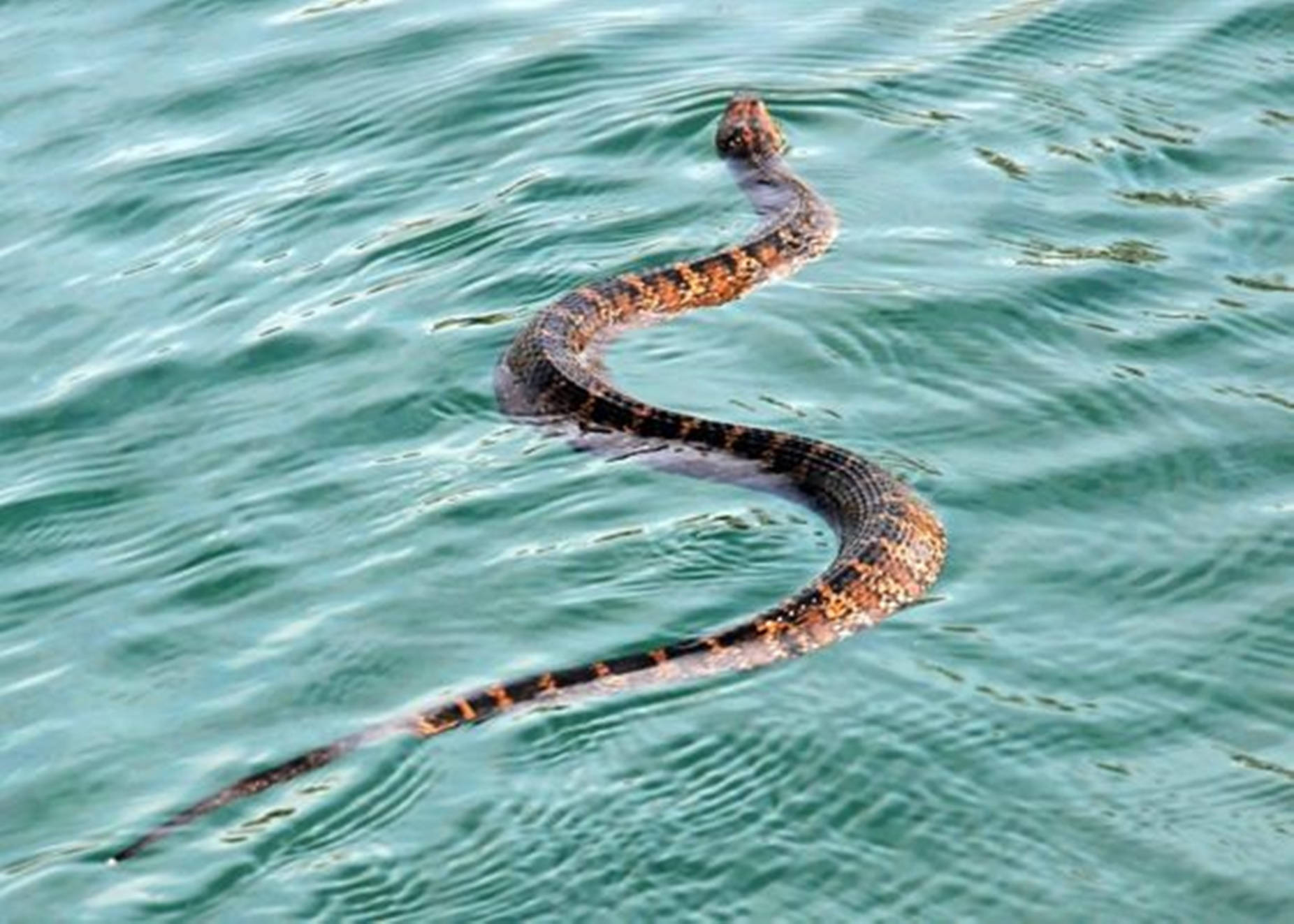 Water Moccasin In Green Ocean Background