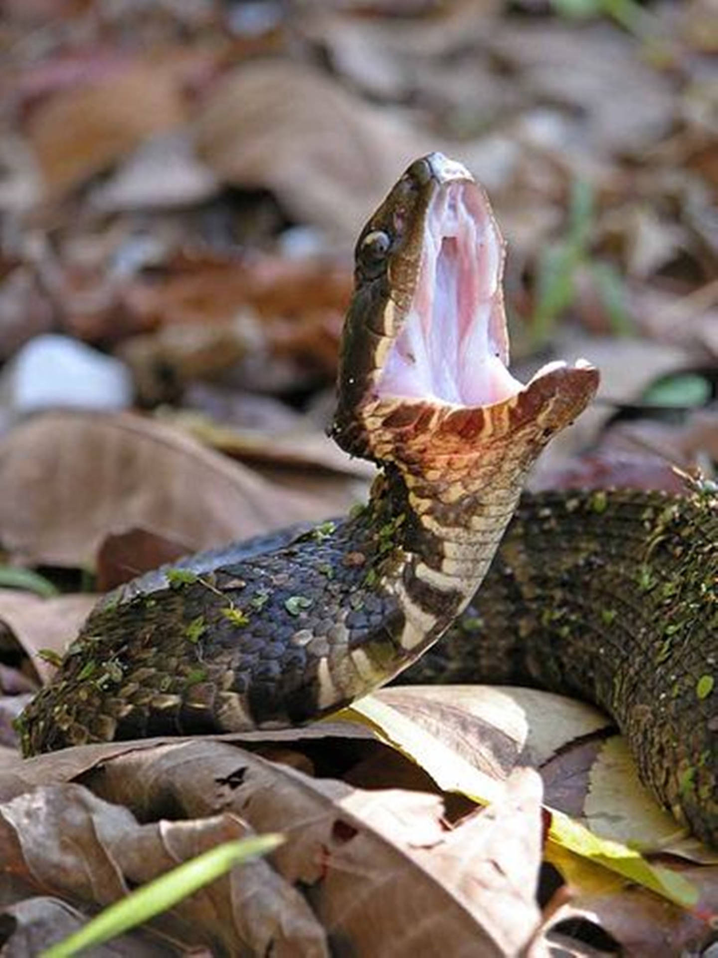 Water Moccasin On Leaves Background