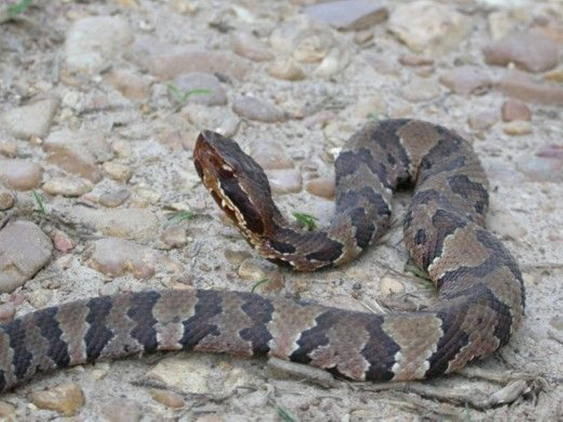 Water Moccasin With Black Pattern Background