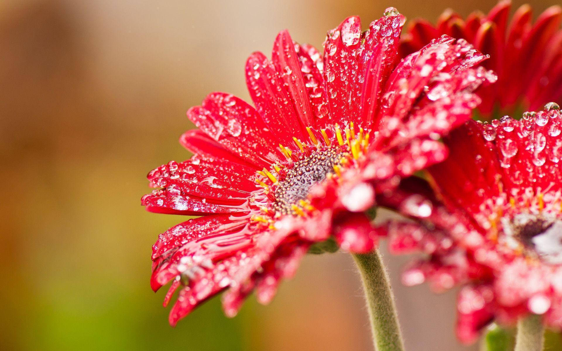 Water On Petals For Blumen Desktop