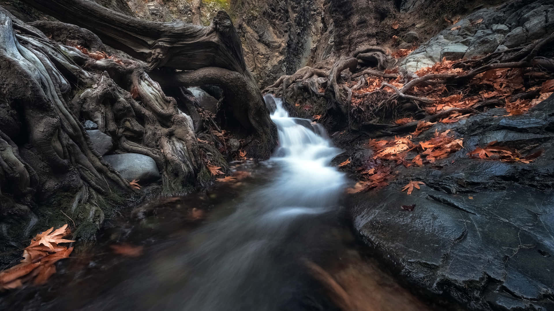 Water Passing Through Rocks And Roots Background