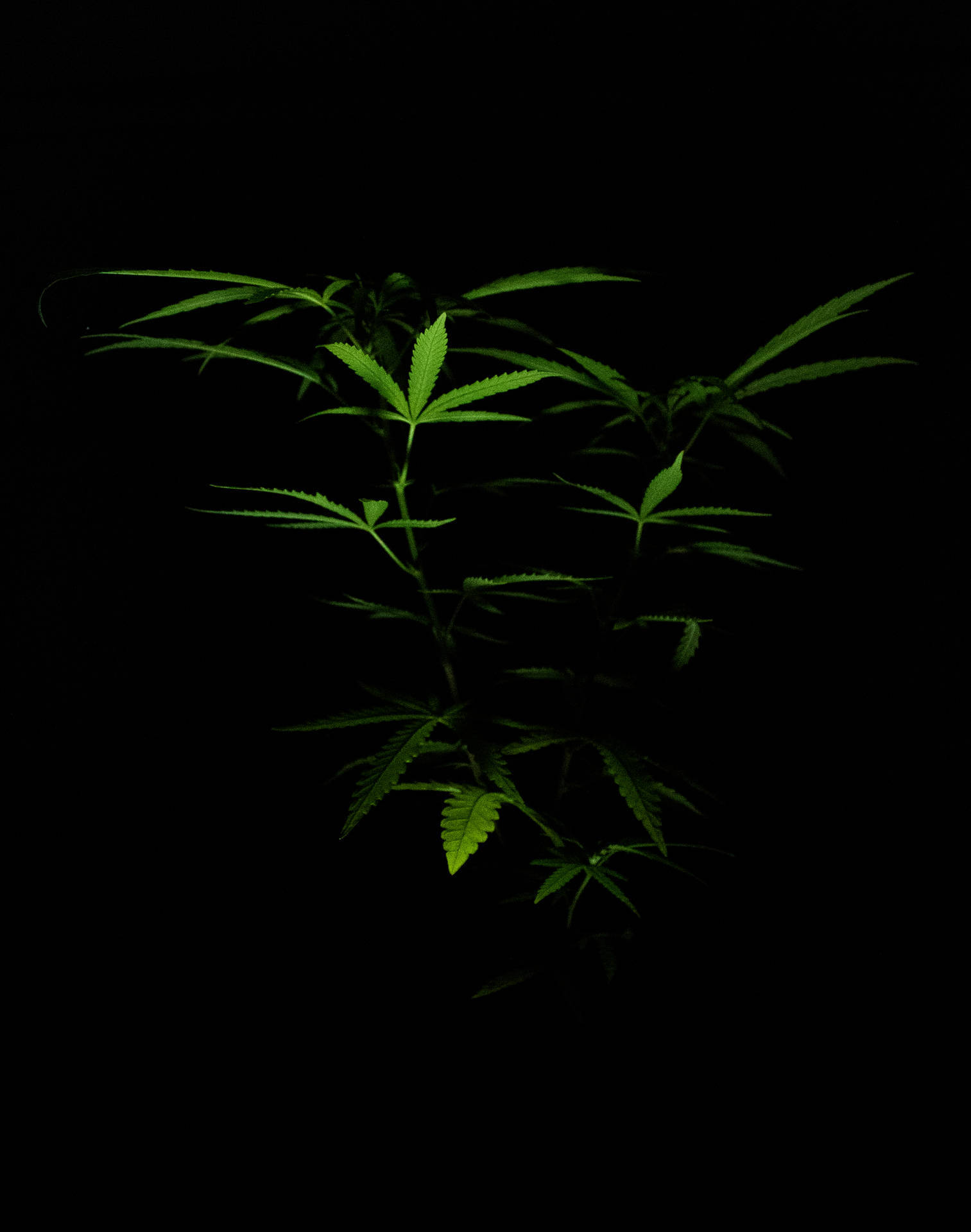 Water Reflection Black Background Weed Aesthetic Background