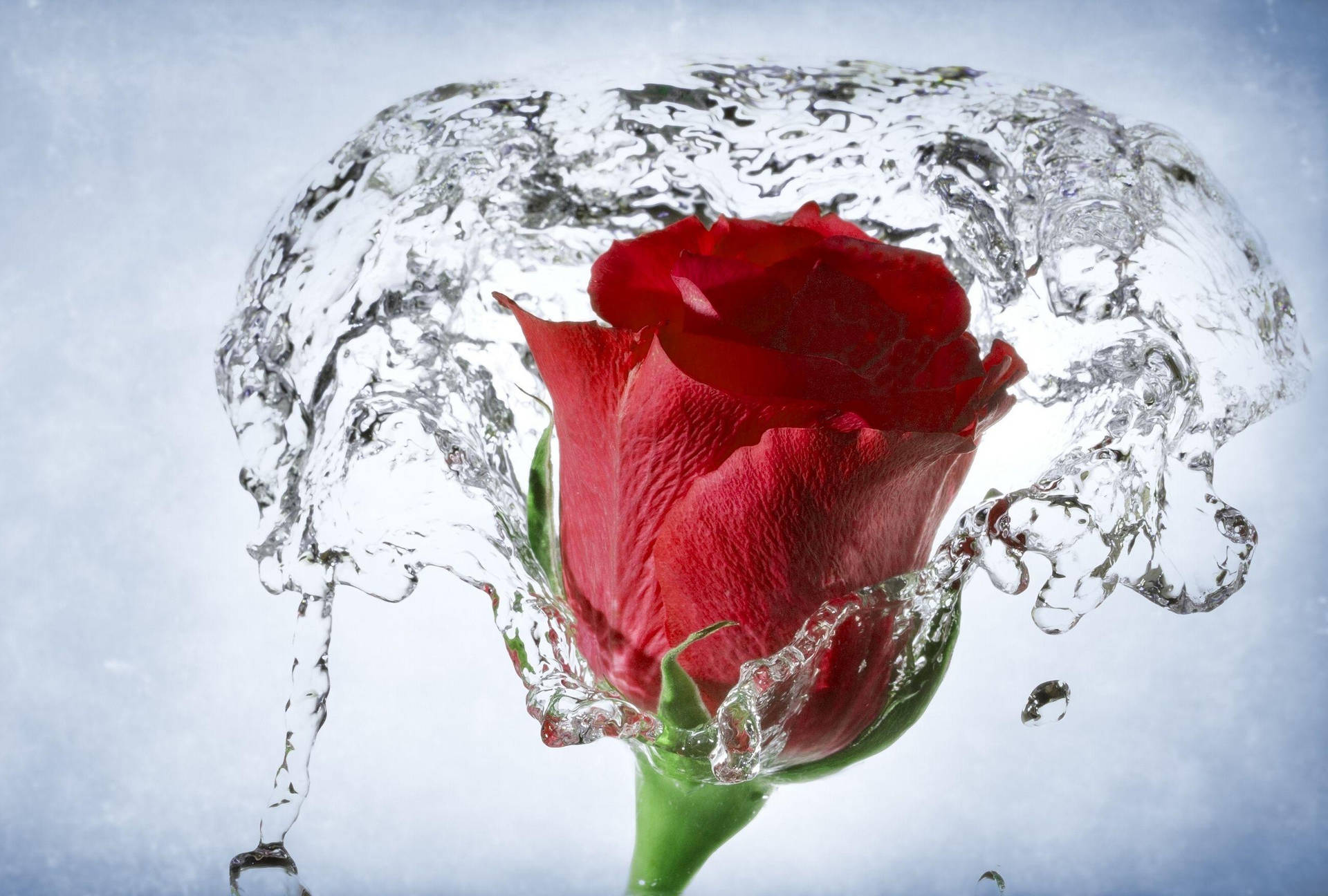 Water Splashed On Beautiful Rose Hd Background
