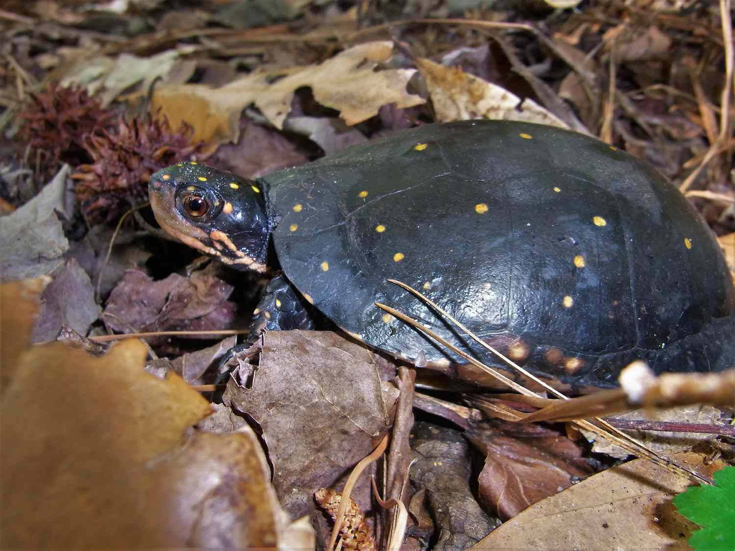 Water Spotted Turtle Nature Photography Background