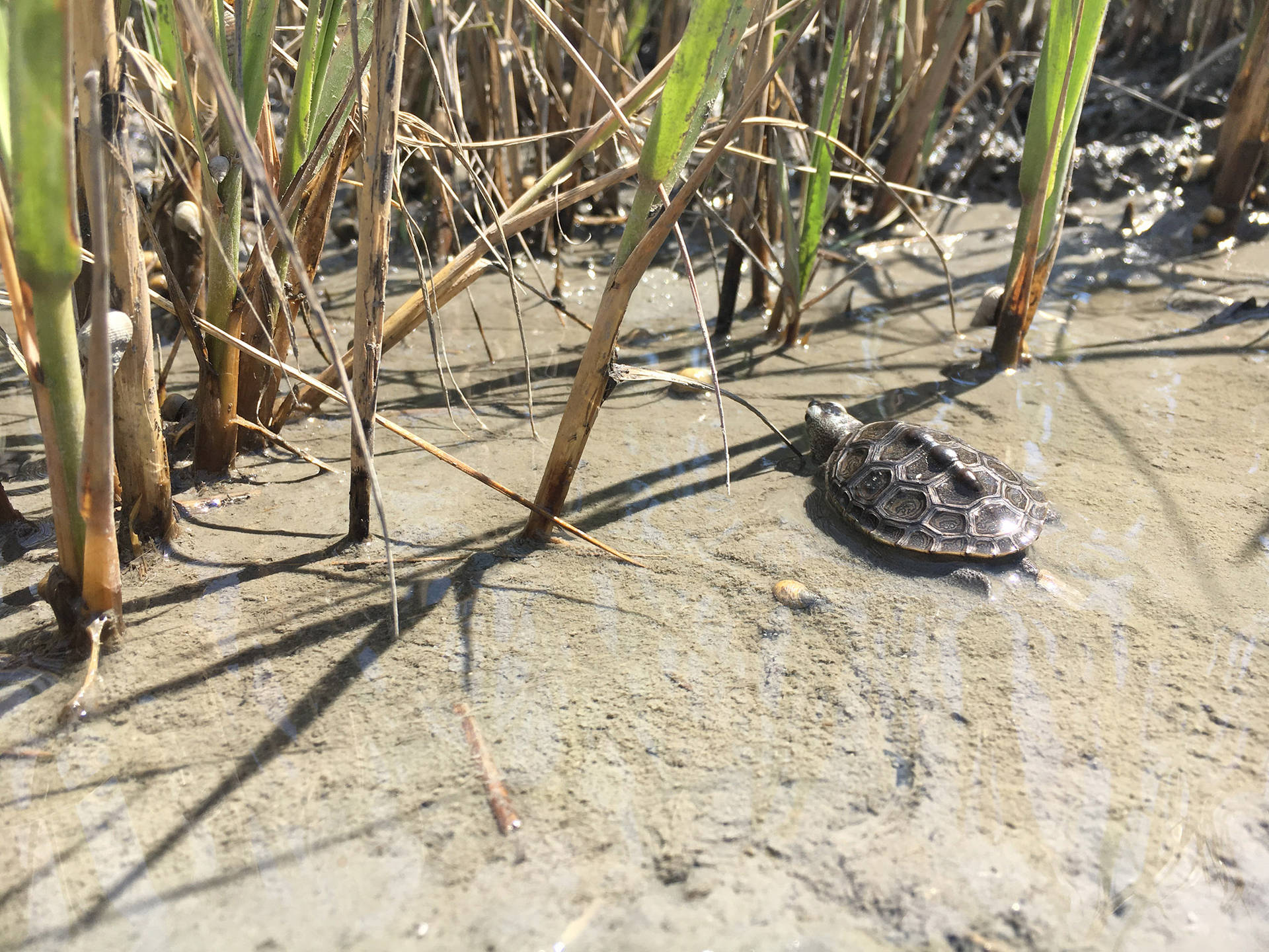 Water Turtle Baby Terrapin Photography Background