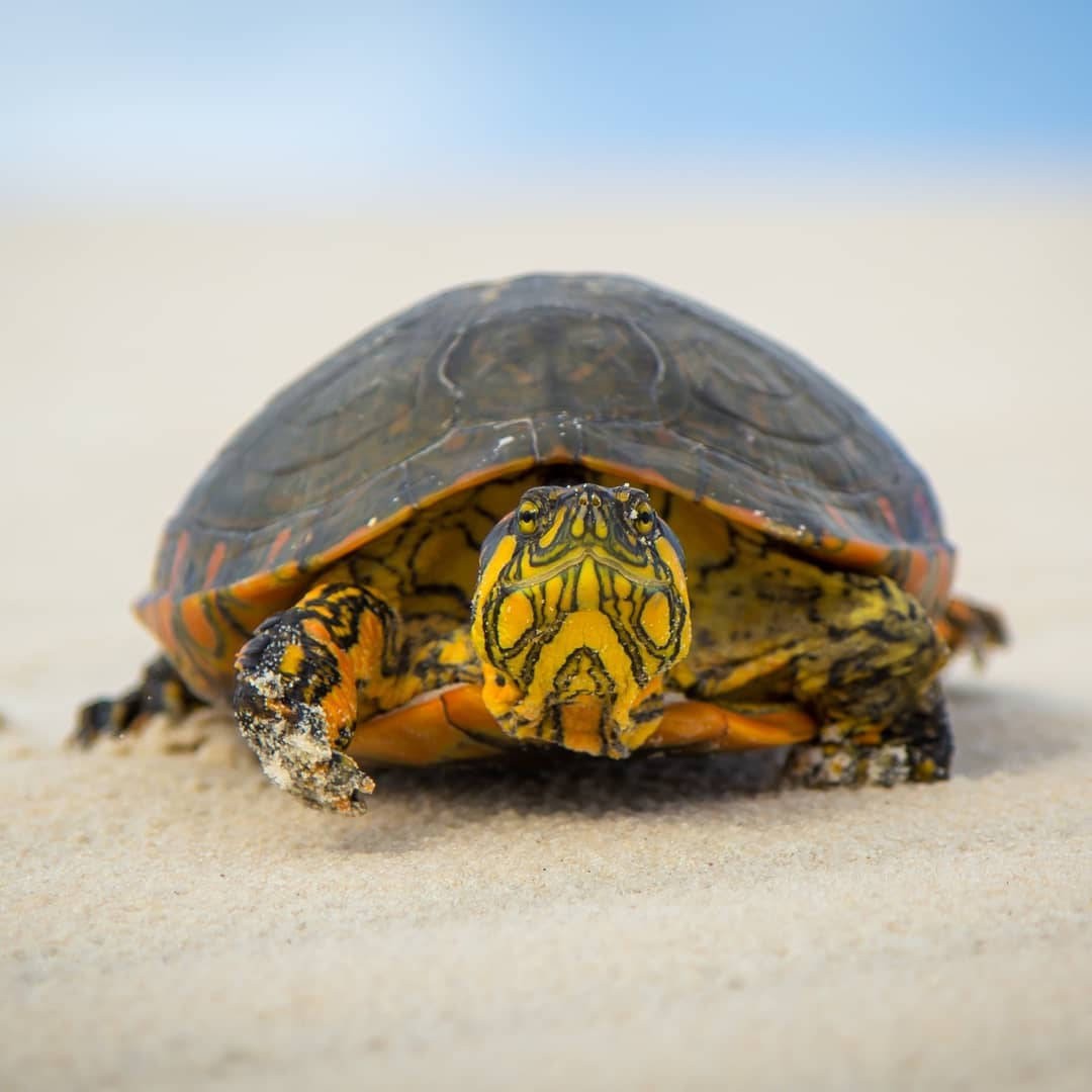 Water Turtle By The Beach Photography