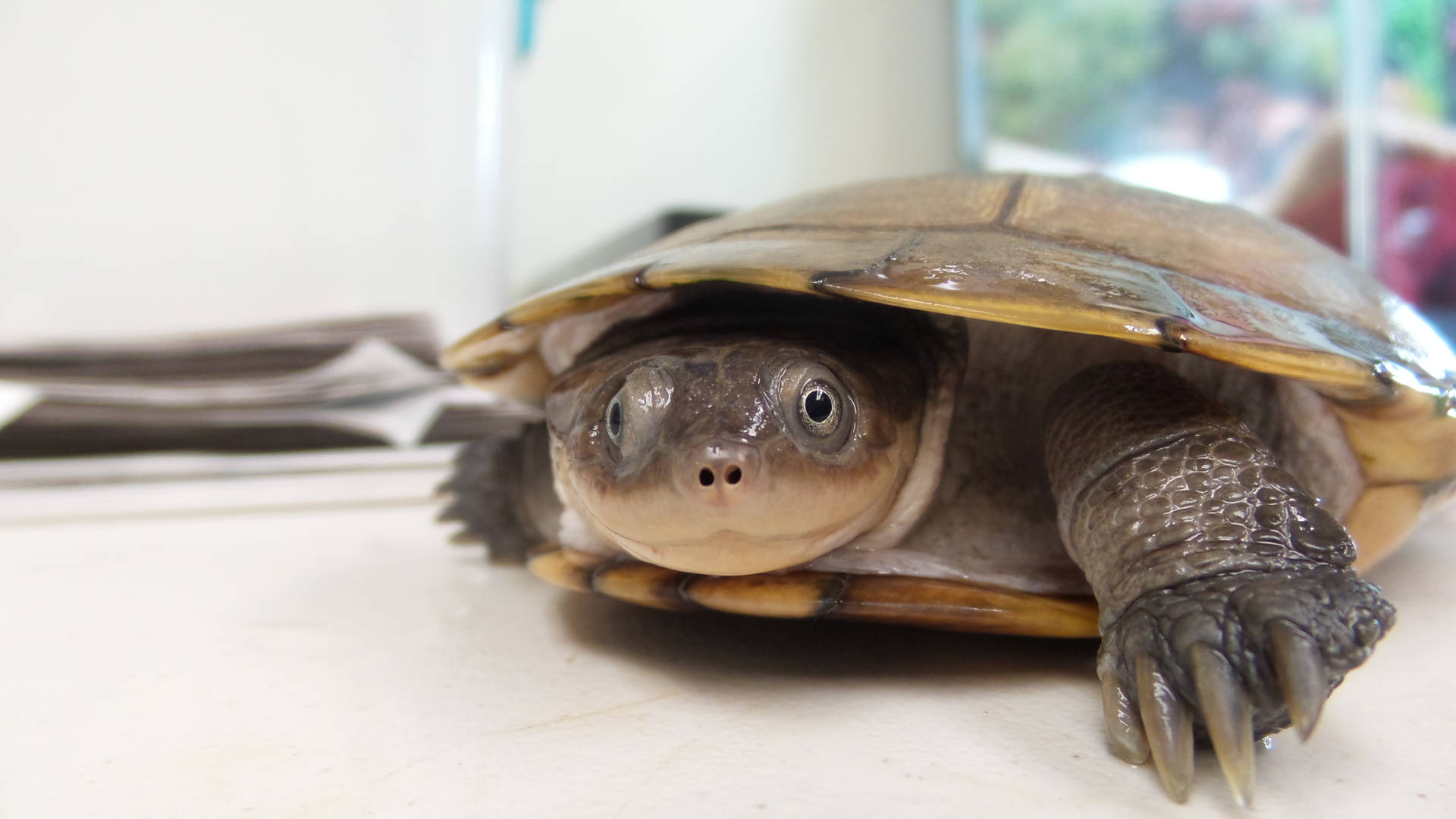 Water Turtle Crawling Photography Background