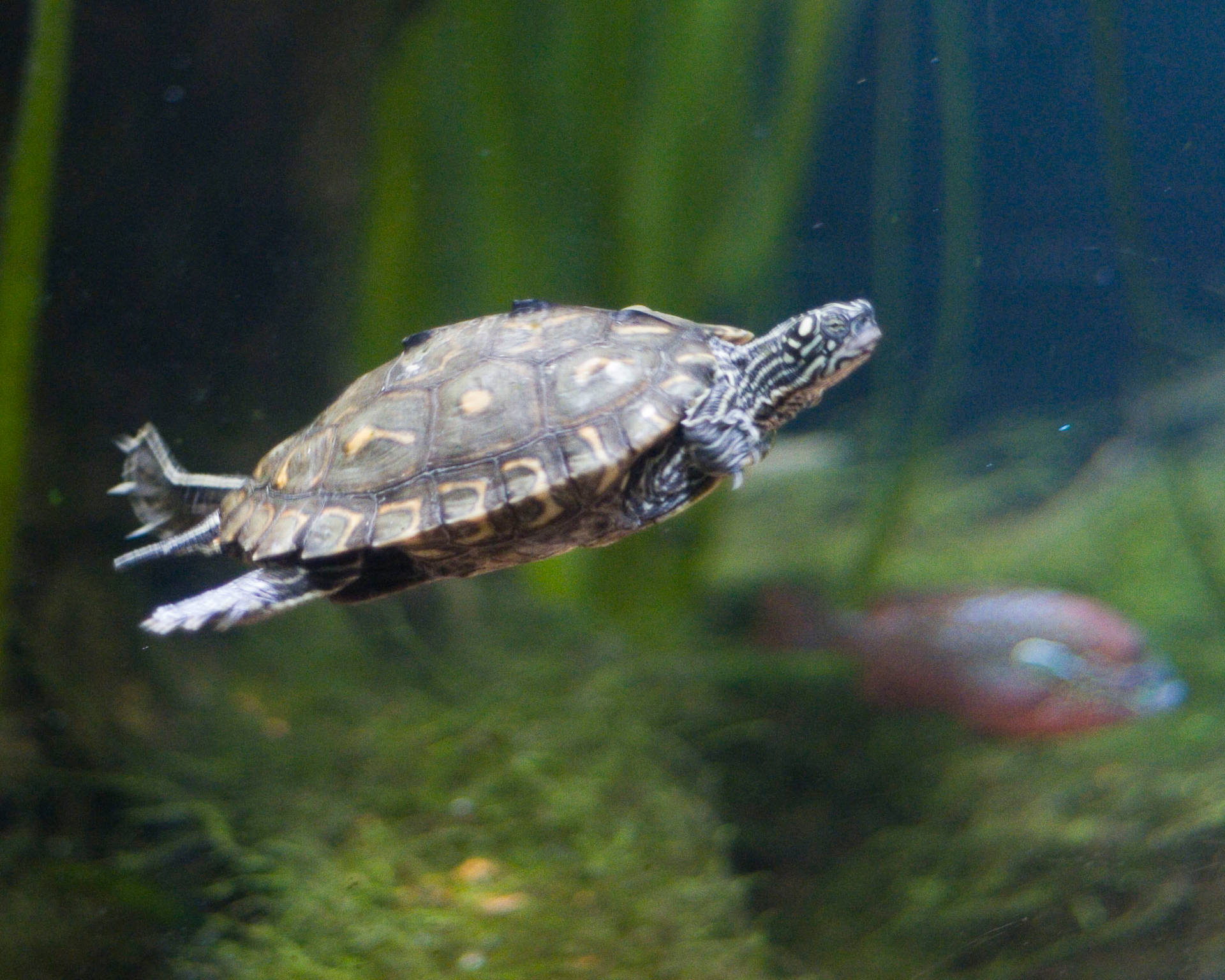 Water Turtle Diamondback Terrapin Photography Background