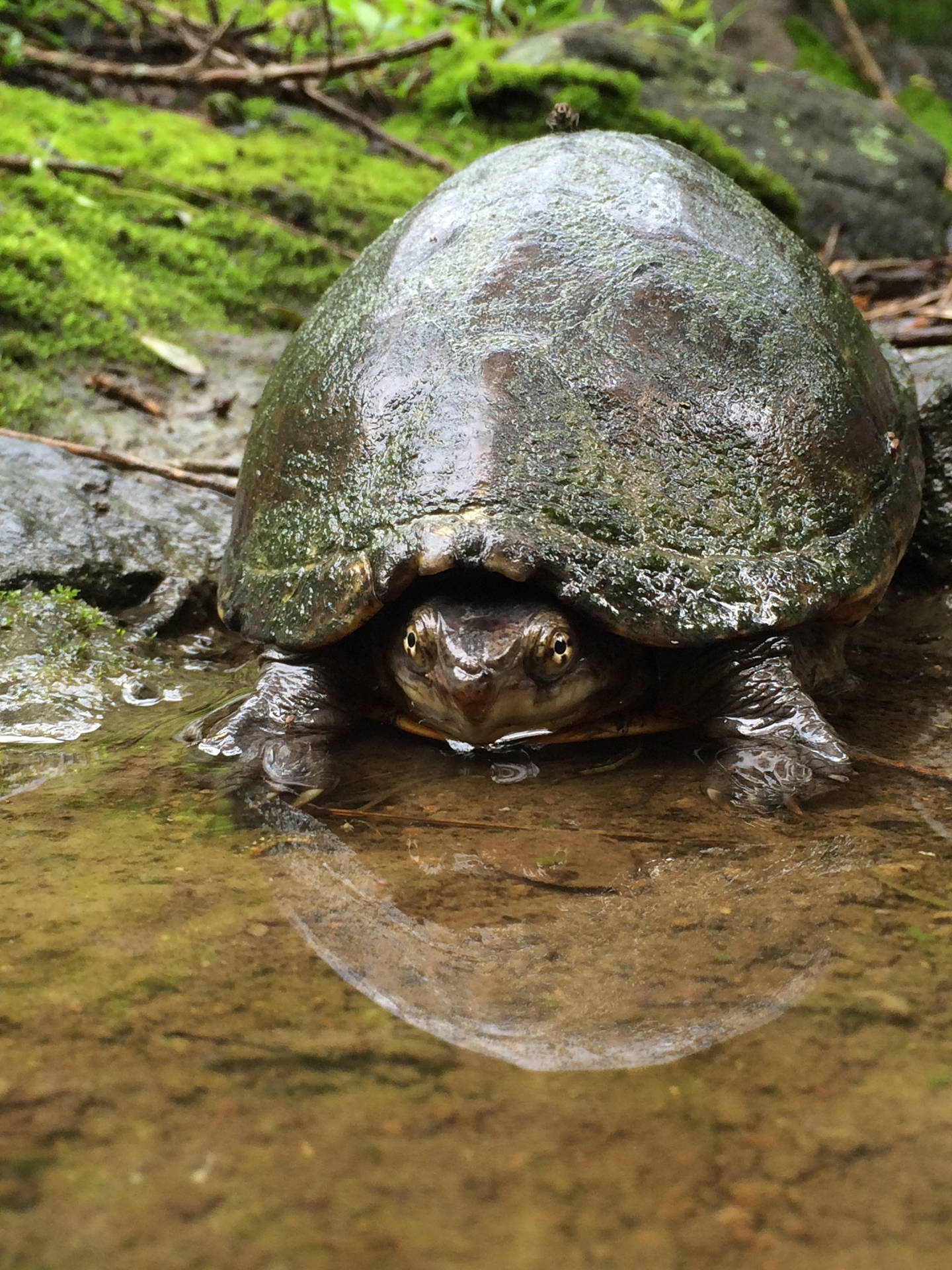 Water Turtle Eastern Musk Types Photography Background