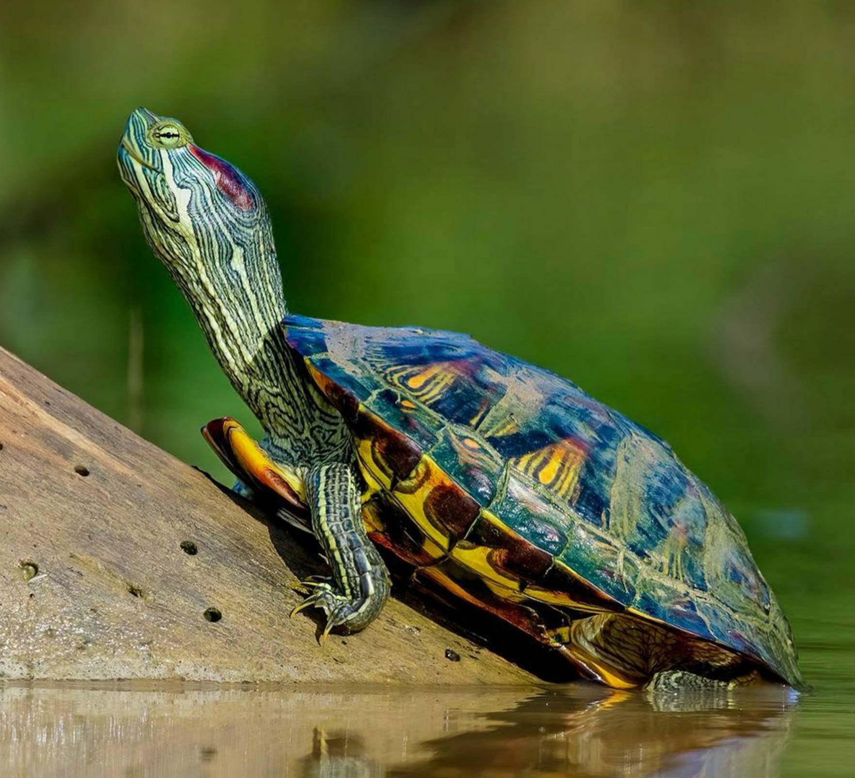 Water Turtle Red-eared Slider Background