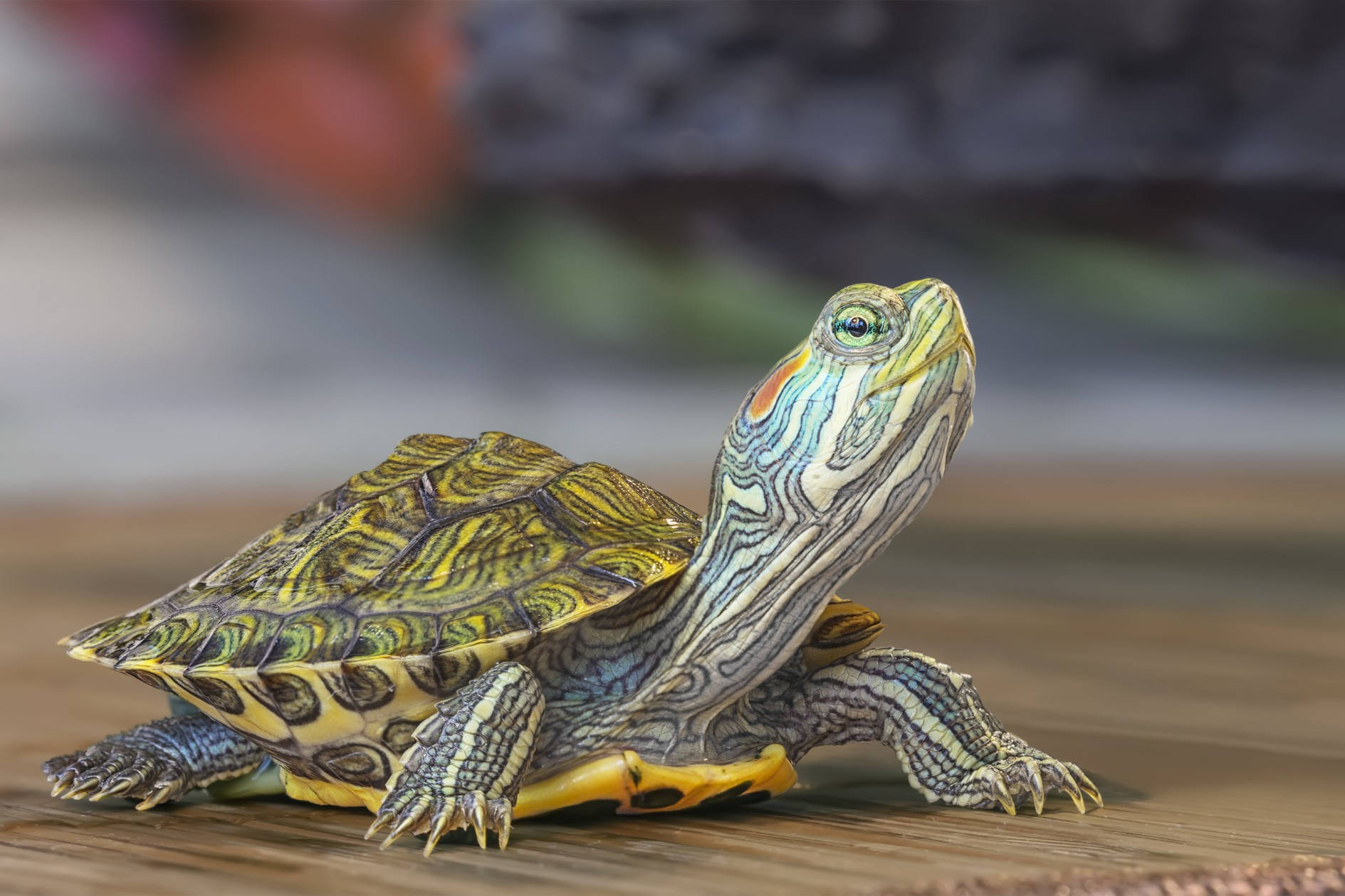 Water Turtle Red Eared Slider Cute Photography Background