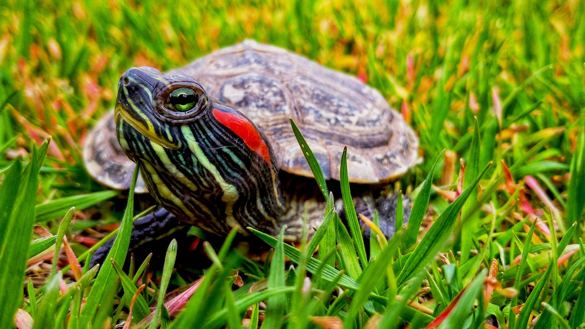 Water Turtle Red-eared Slider Grass Photography Background