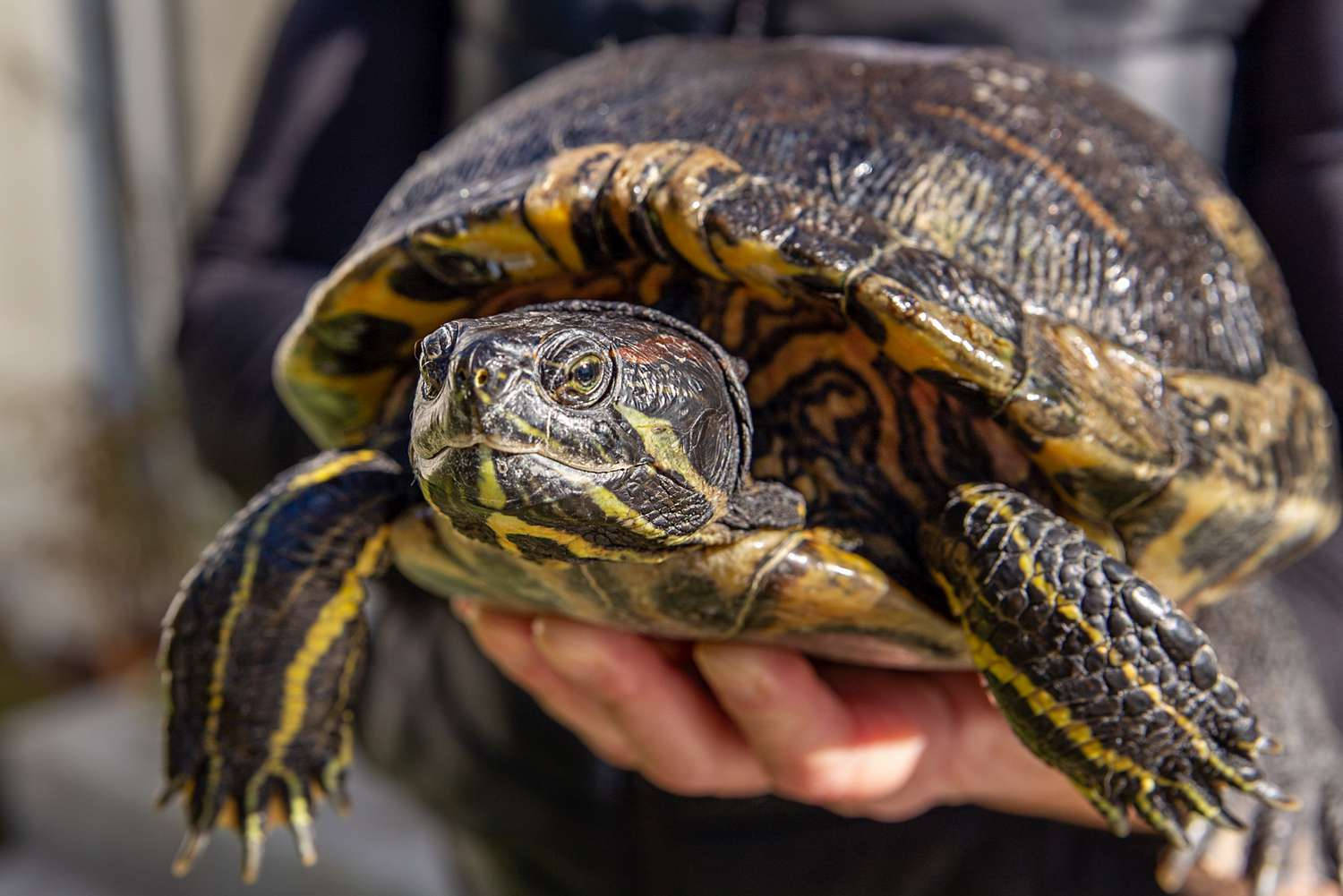 Water Turtle Red-eared Slider Nature Photography Background