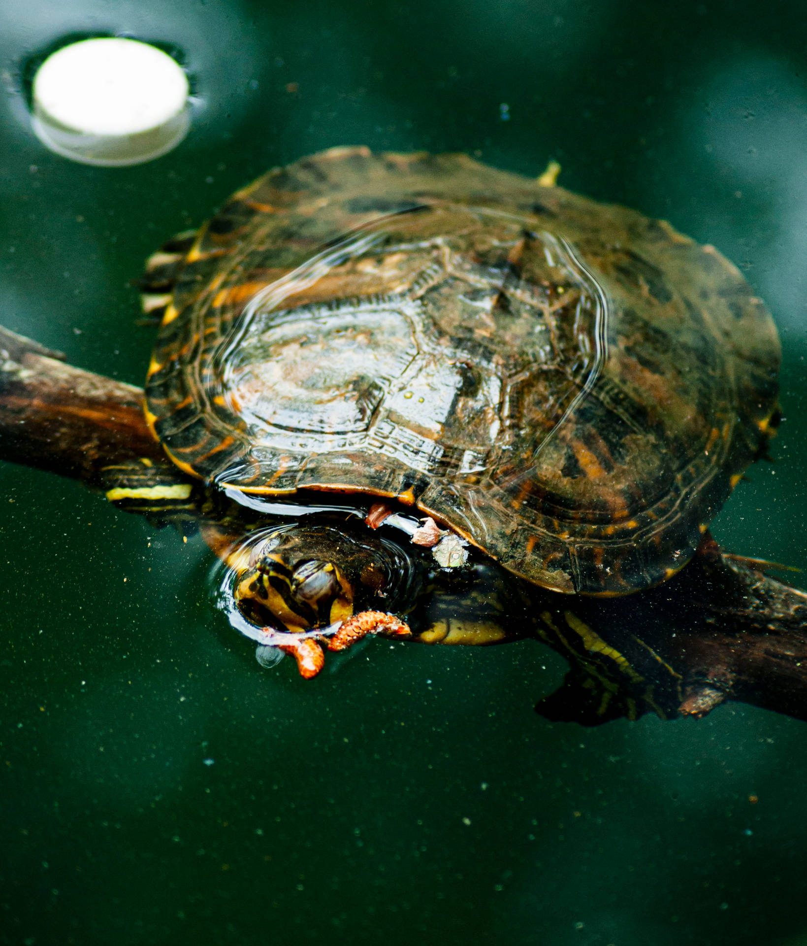 Water Turtle Red Eared Slider Swimming Nature Photography Background