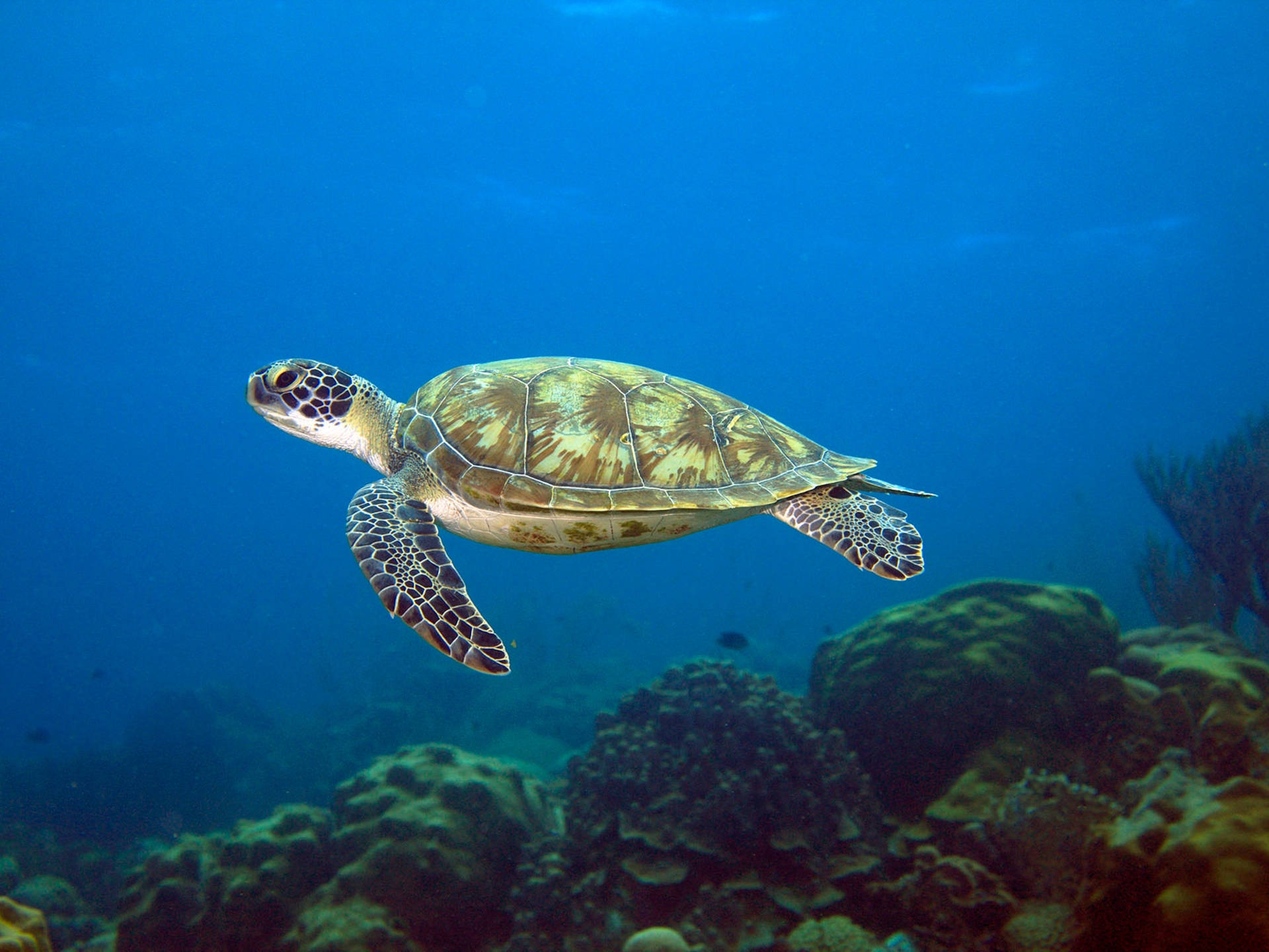 Water Turtle Swimming Ocean Photography Background