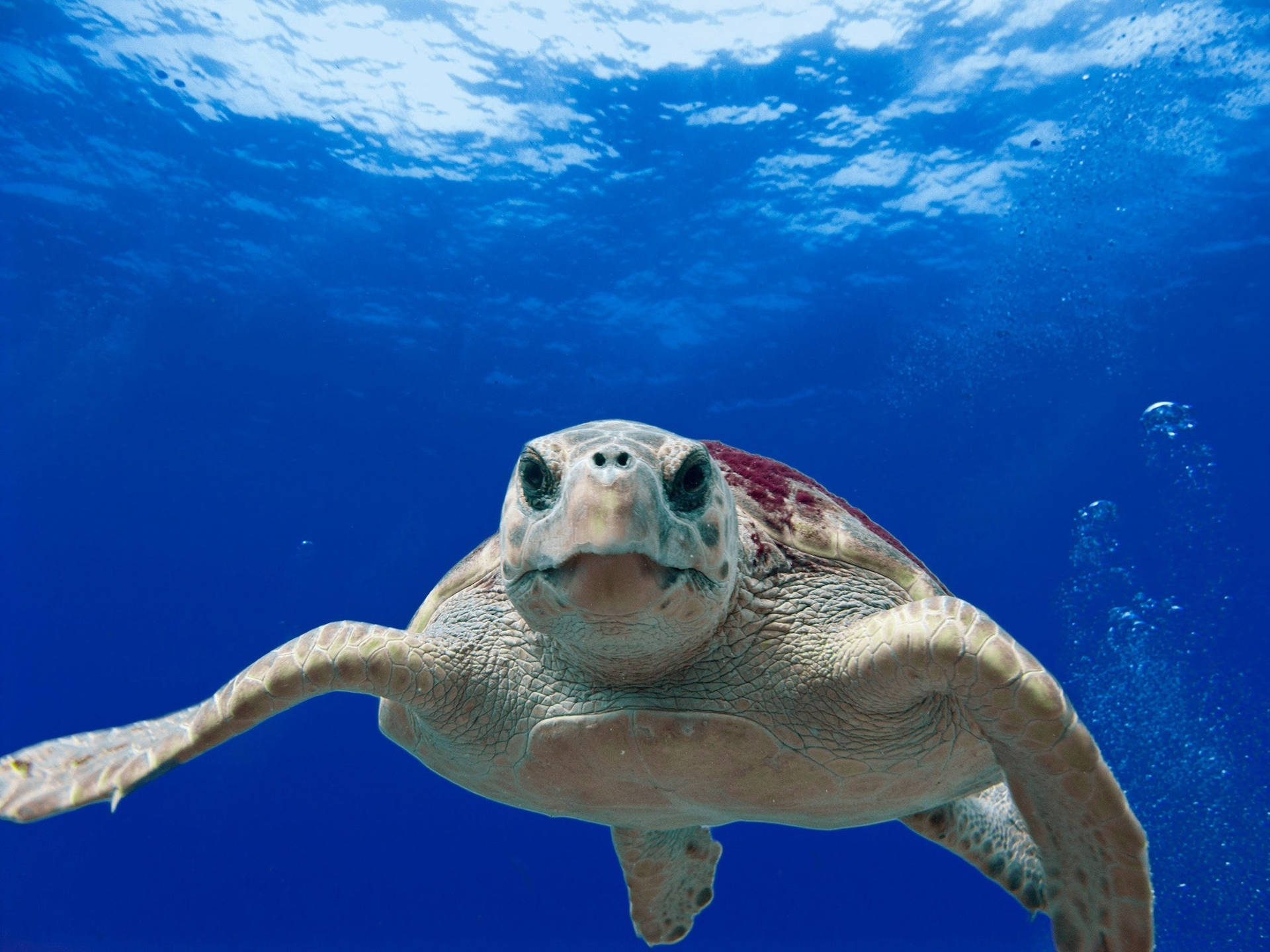 Water Turtle Under The Sea Swimming