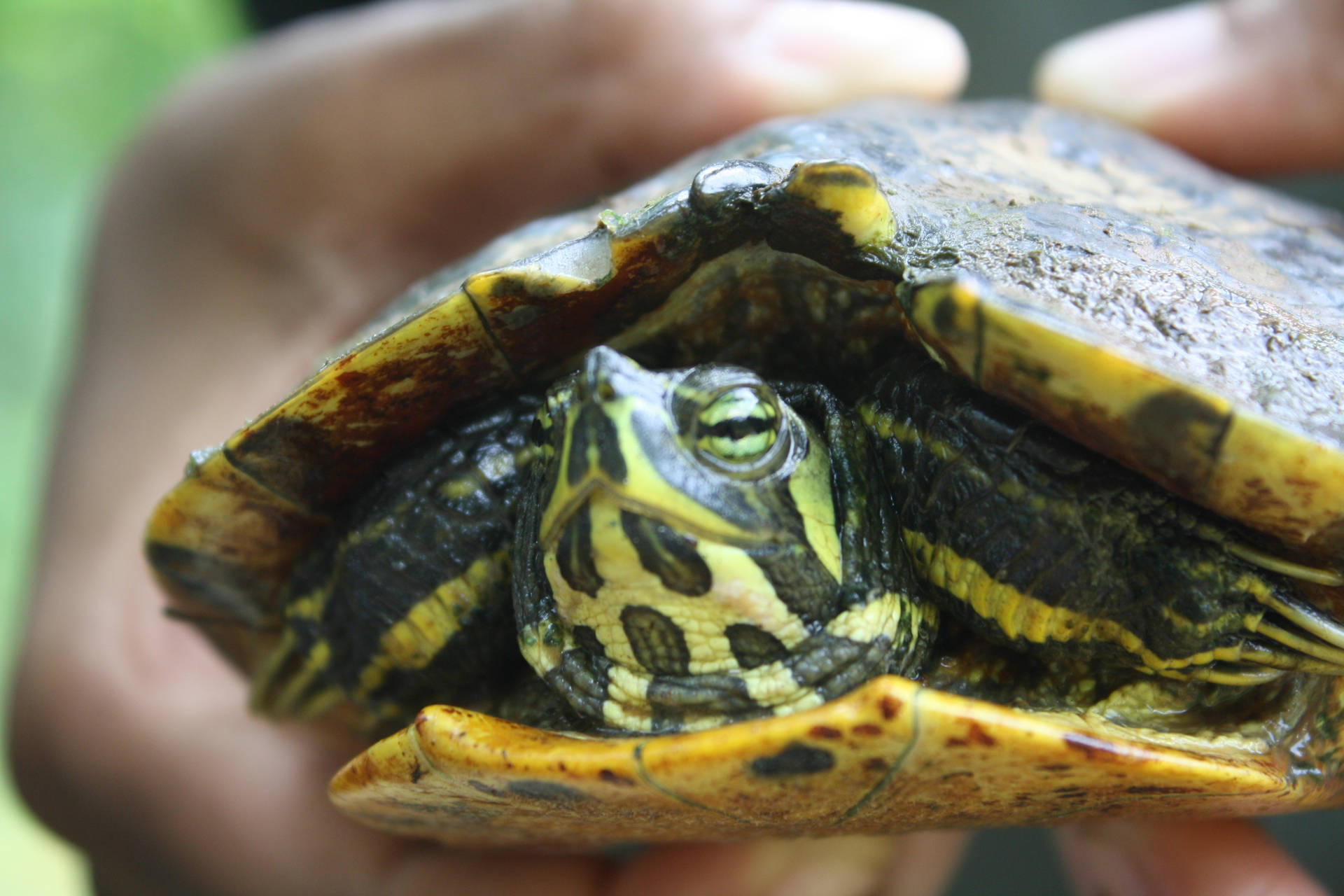 Water Turtle Yellow-bellied Slider Photo Background