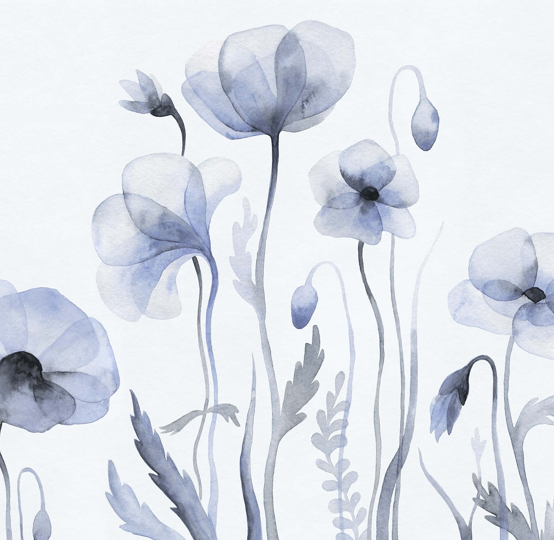Watercolor Painting Of Blue Poppies Background