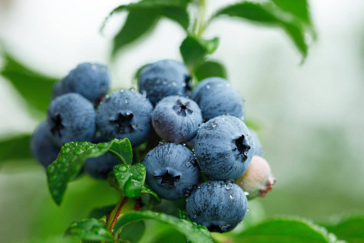 Watered Blueberry Plant