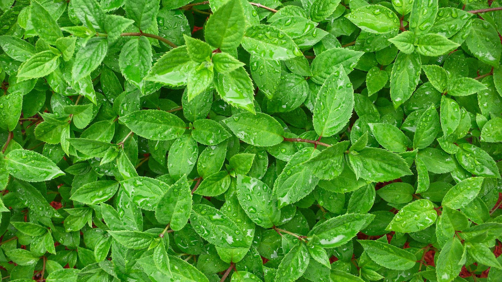 Watered Mint Plant