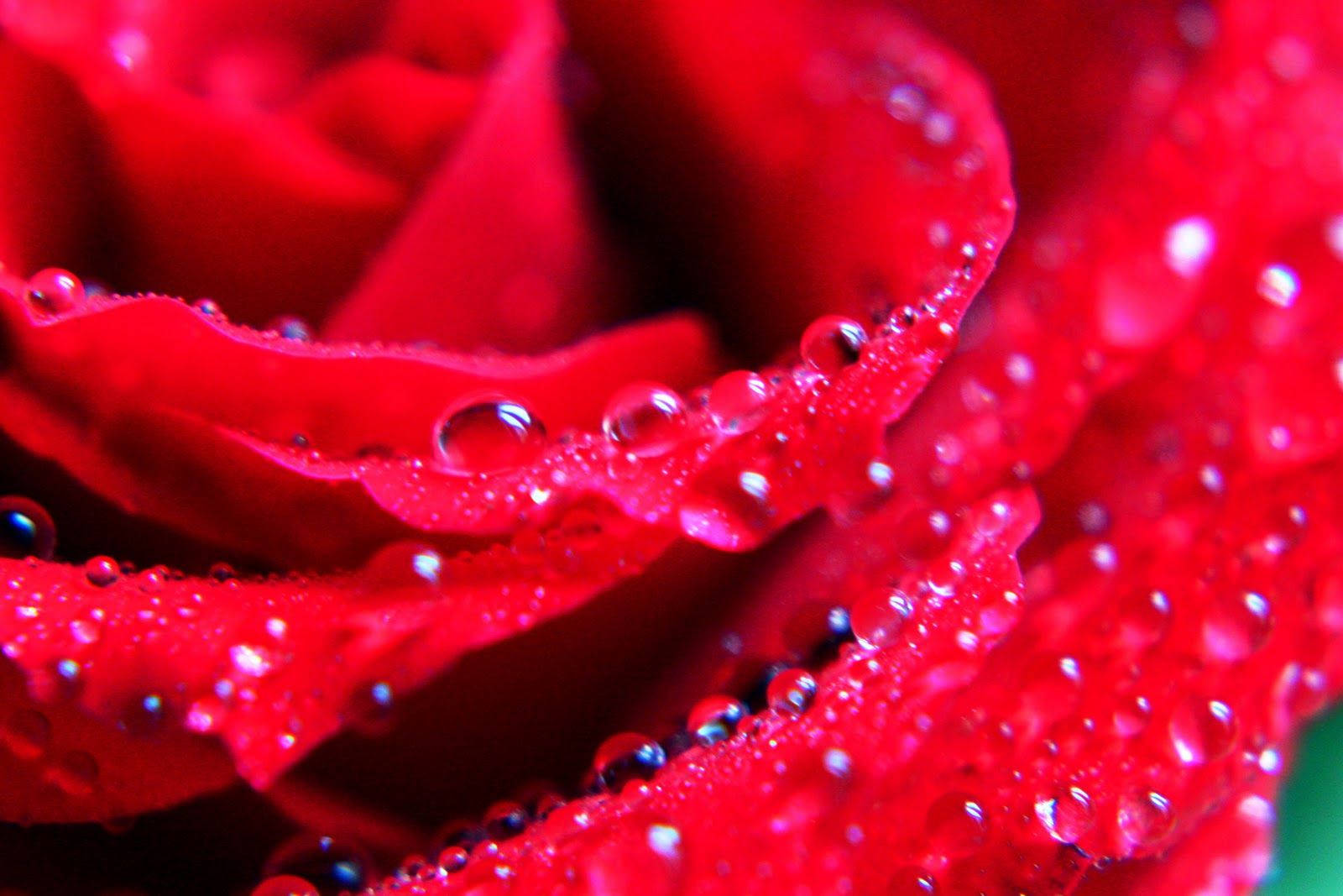 Watered Roses Desktop Background