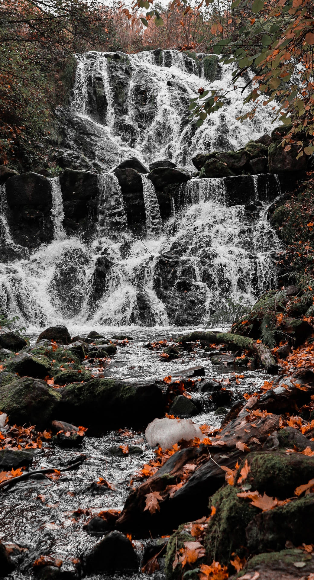 Waterfall And Maples Leaves Background