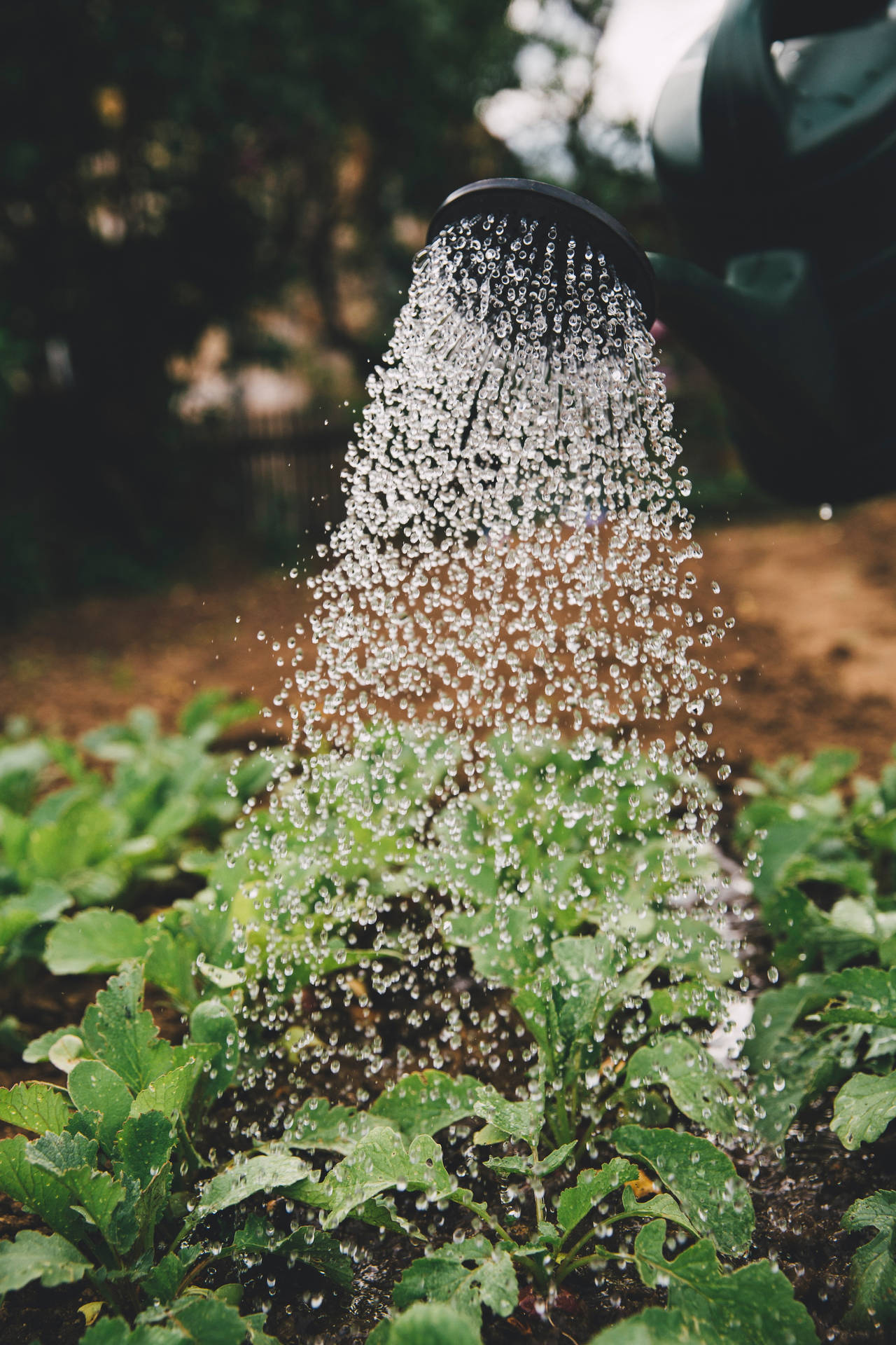 Watering Green Plants In Farm Using Watering Can Background