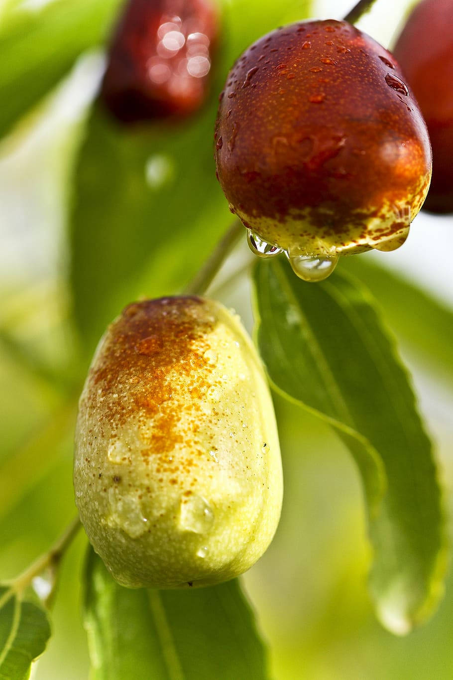 Watery Jujube Fruits Background