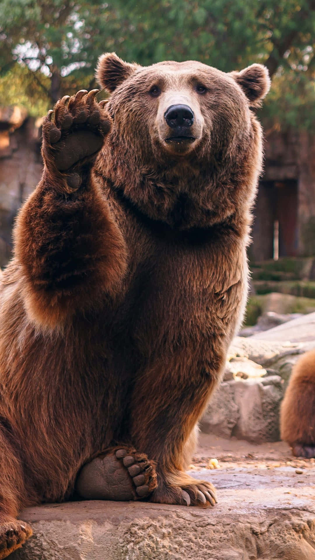 Waving Brown Bear Background