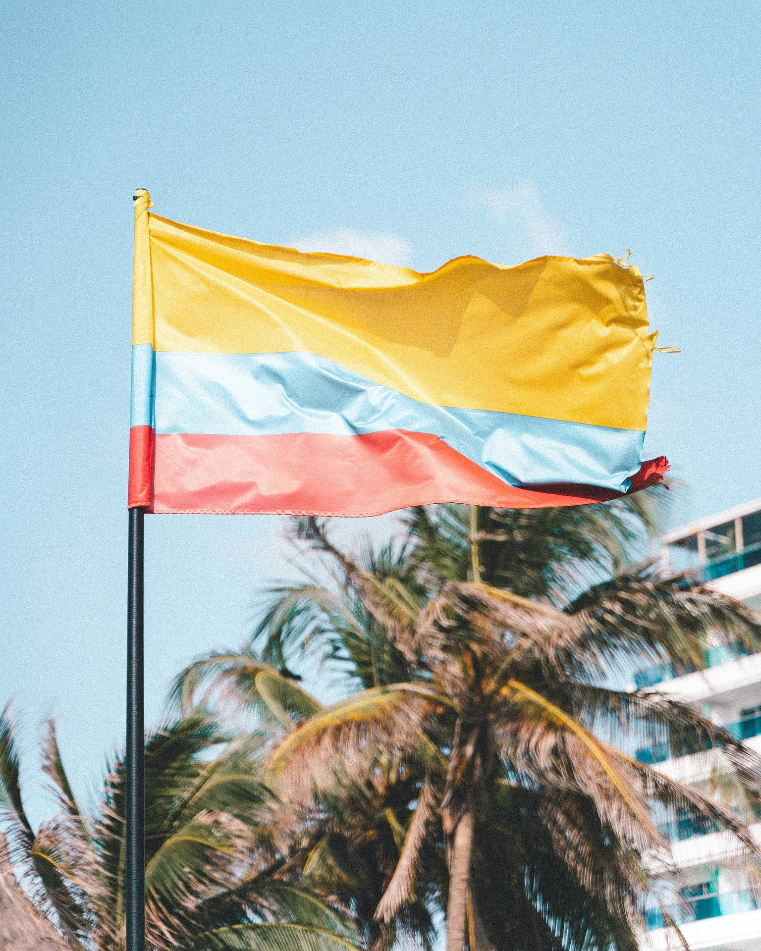 Waving Colombia Flag Palm Tree Background