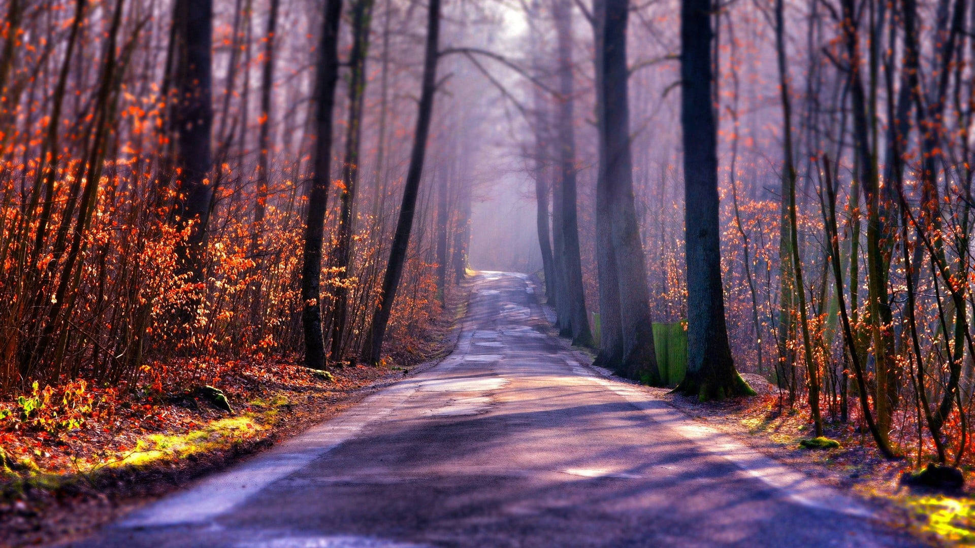 Way To The Woods Autumn Macbook Background