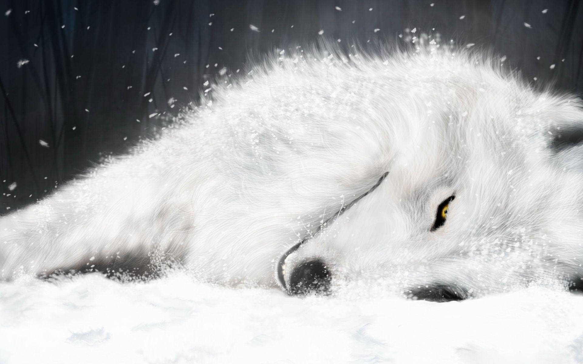 Weakened White Fox Art