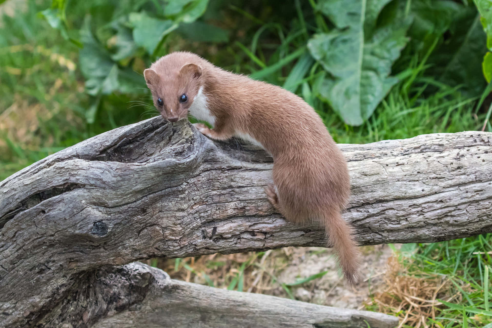 Weasel On Log In Nature.jpg Background