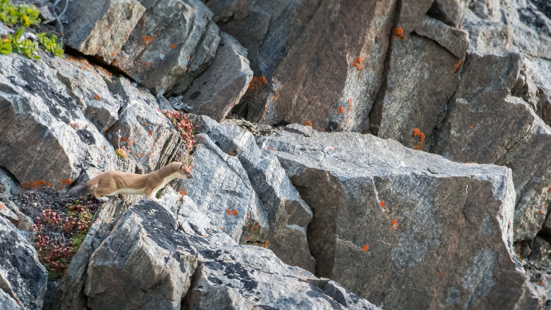 Weasel_on_ Rocky_ Terrain Background