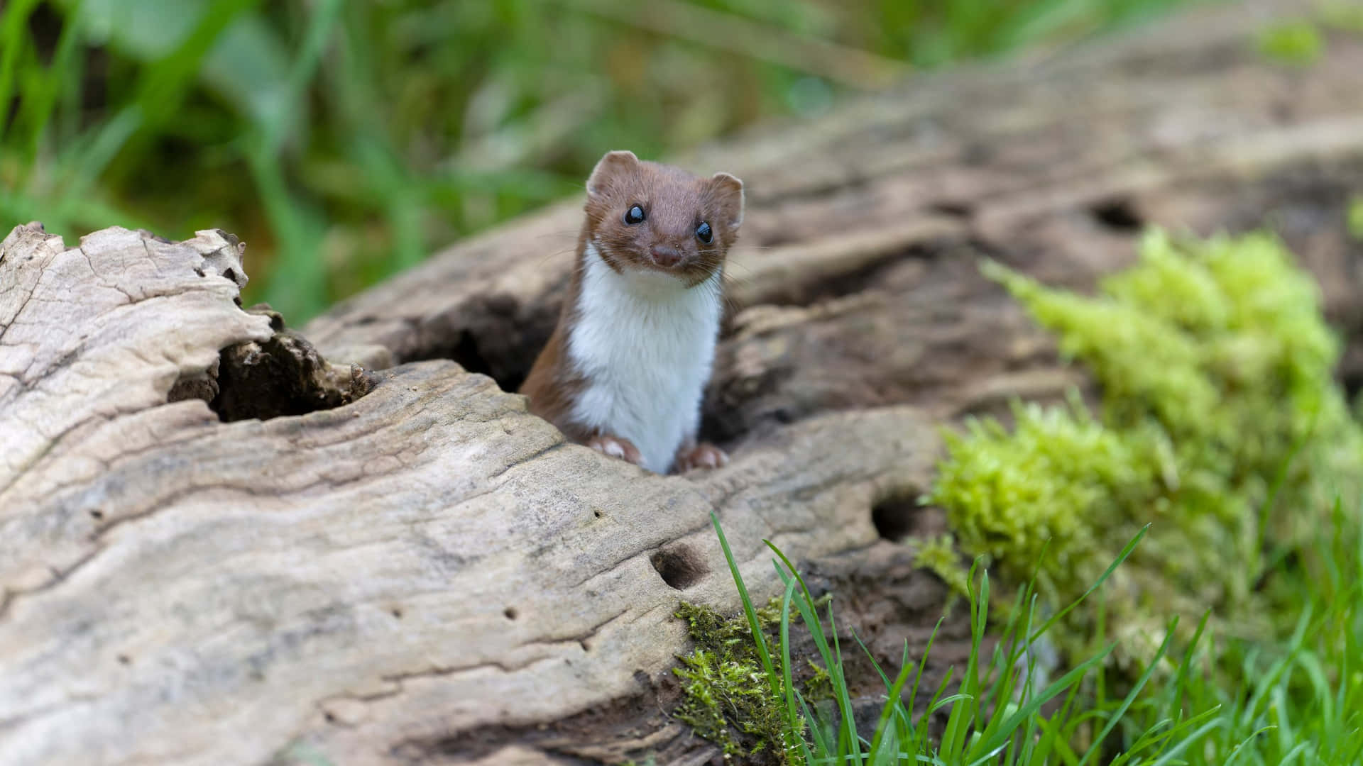 Weasel Peeking From Hollow Log