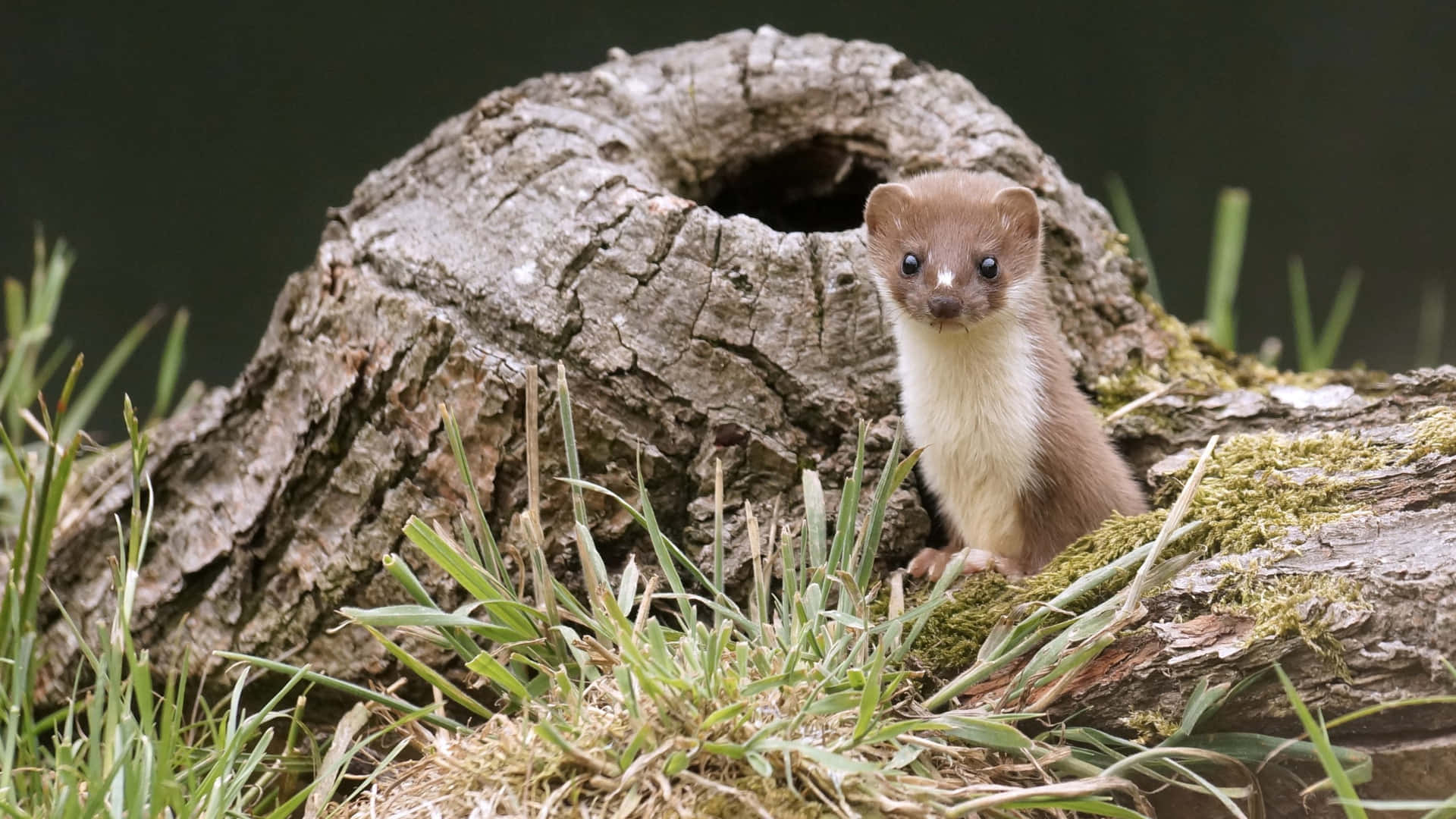 Weasel Peeking From Hollow Log