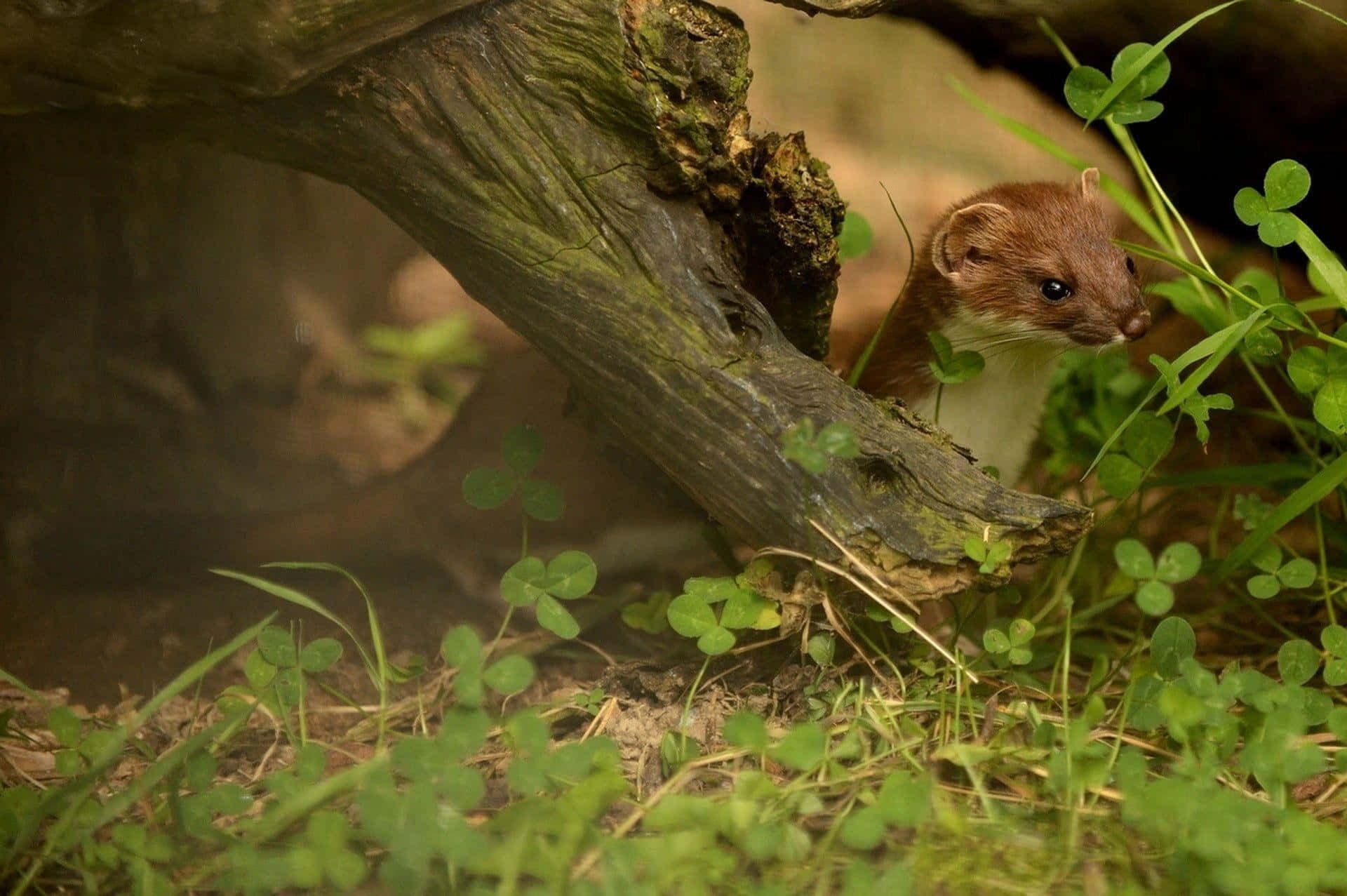 Weasel Peeking From Hollow Log Background