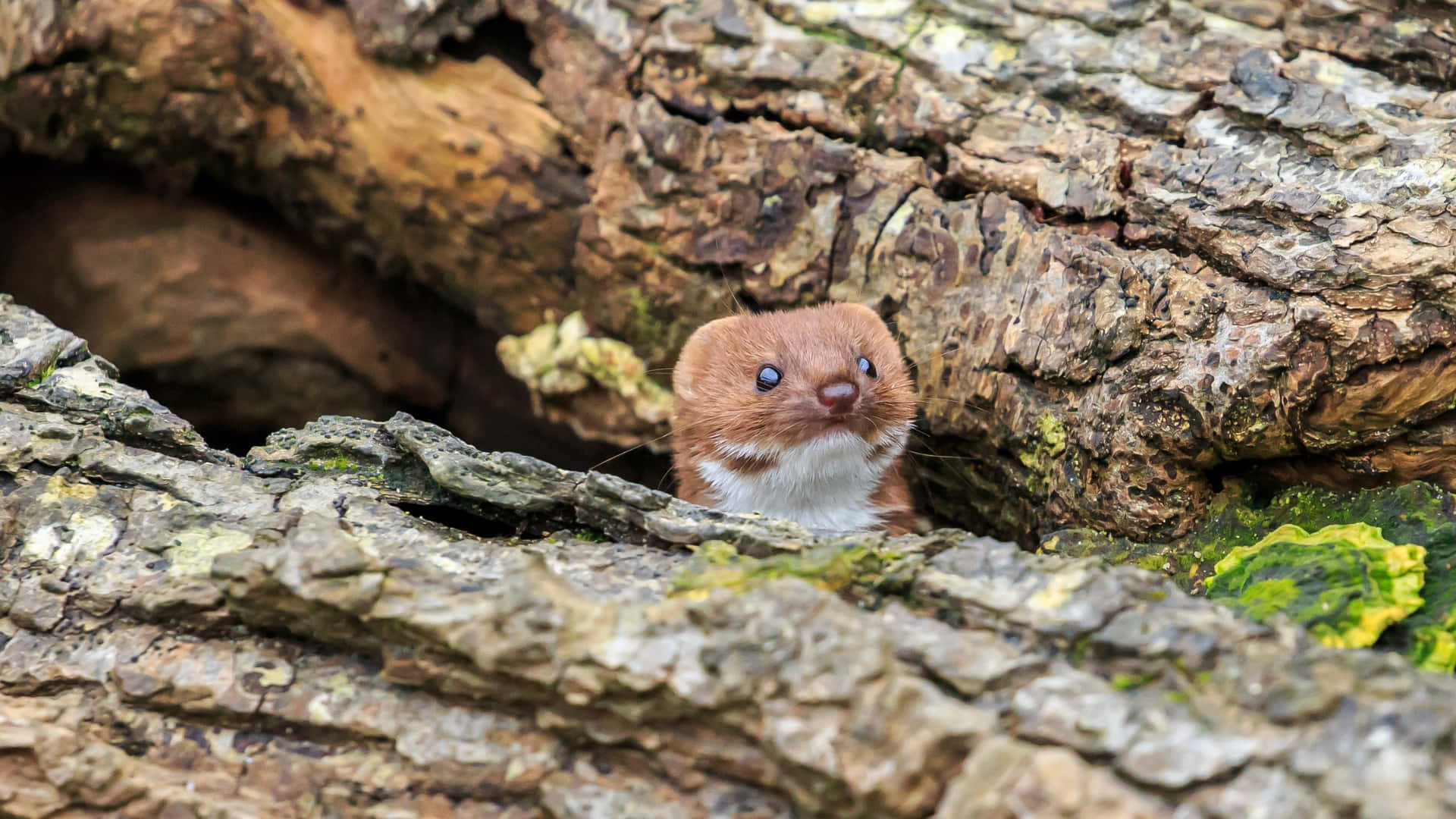 Weasel Peeking From Tree Hollow.jpg