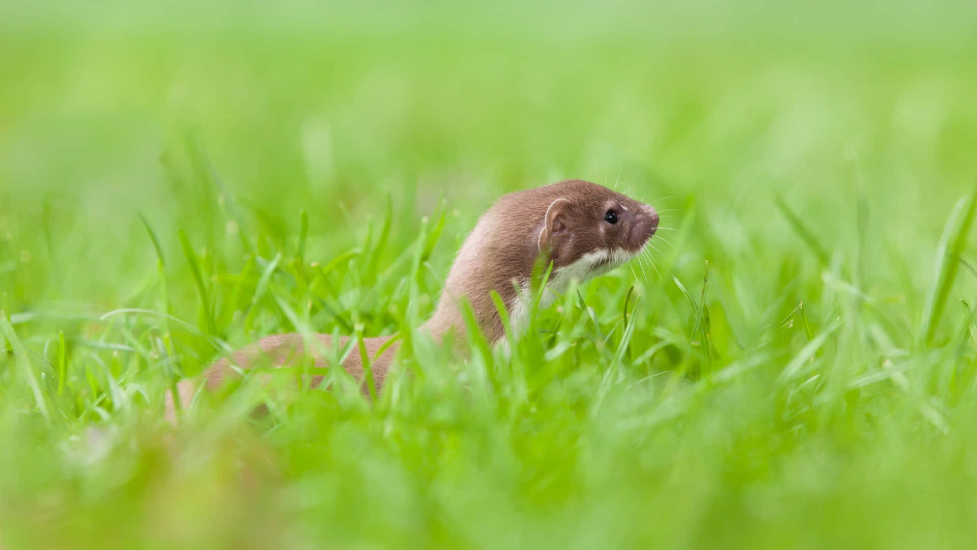 Weasel Peeking Through Grass.jpg