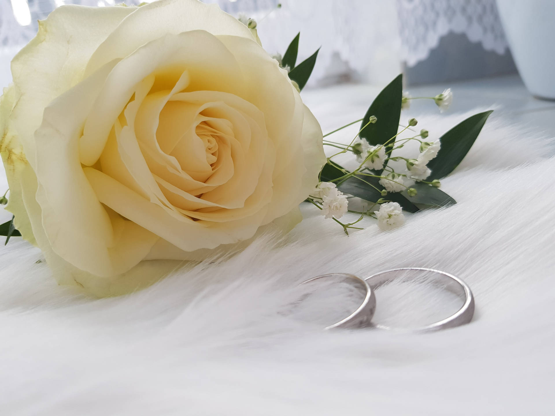 Wedding Aesthetic Rose Background