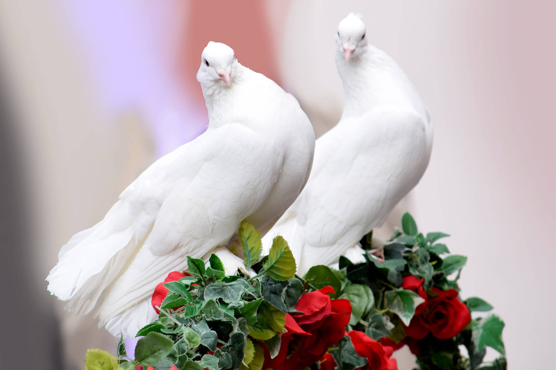 Wedding Dove Love Birds