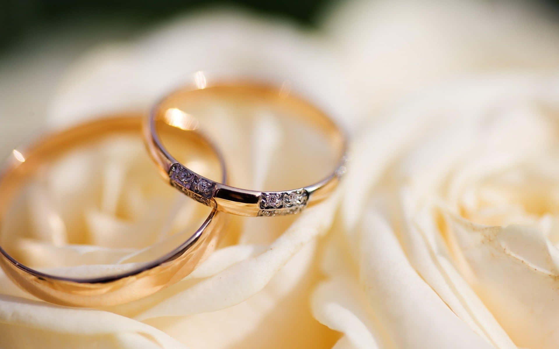 Wedding Ring On White Roses Selective Shot Background