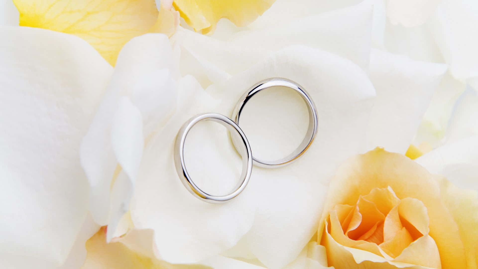 Wedding Rings Floral Backdrop.jpg Background